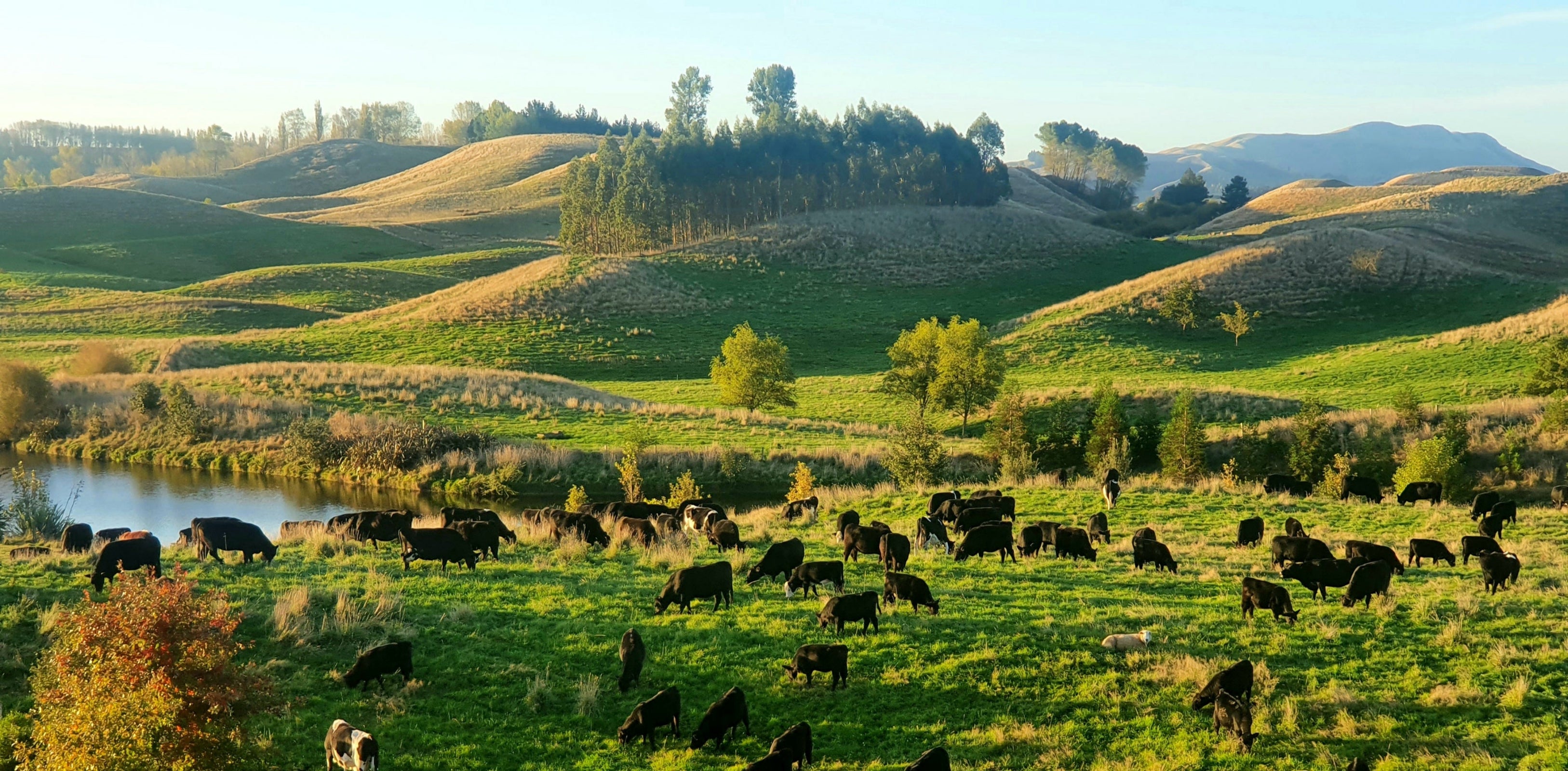 Cattle grazing in a lush green field with rolling hills and a river in the background.