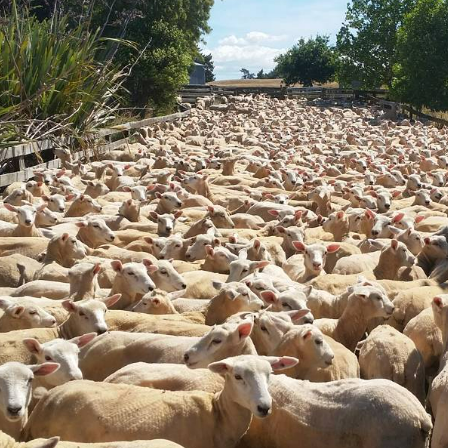 Half Lamb: Regenerative lamb feast